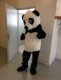 Pandan Laclasse