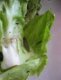 Un morceau de salade avec une limace (vous trouvez pas que le morceau de salade ressemble a une tête)