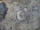 Un fossile d'ammonite