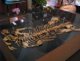 fossile plésiosaure