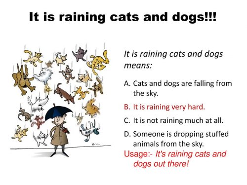 it_is_raining_cats_and_dogs_