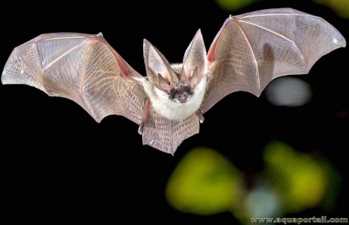 chauve-souris-lucifuge-lucifugous-bat