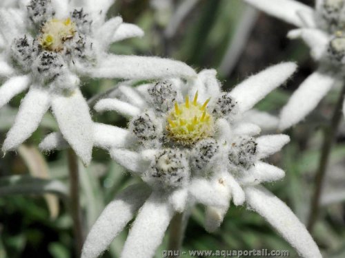 fleur-edelweiss-niveal-leontopodium-nivale-alpinum