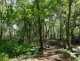 forêt de Paimpont