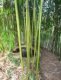 le jardin zen et la forêt de bambou