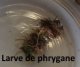 larve_phrygane