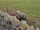 img-20250417-wa0071