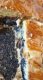 galette_aux_pruneaux