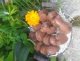 lou_grellier-4