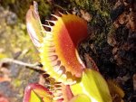Biodiversité domestique. Elie Mémin