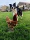 Biodiversite-domestique_Oleg