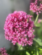Flore_Zohelia