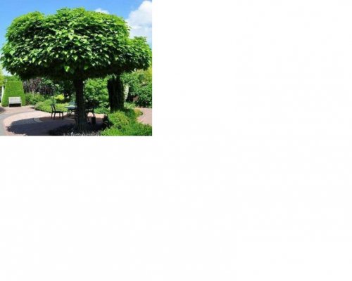 arbre