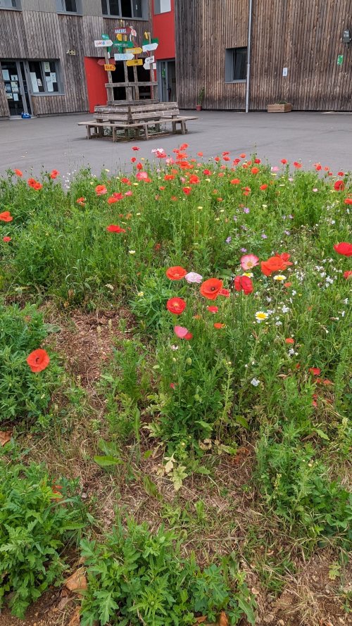 coquelicot