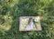 reflet_miroir_arbre