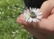 fleur_coeur_reflet