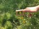 miroir_miroir_et_fleurs