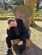 throne
