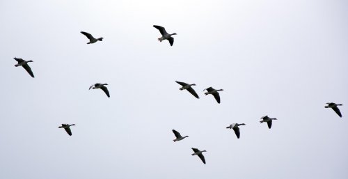 oiseaux_migrateurs