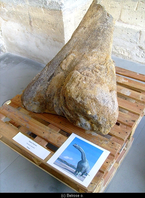 Une partie d'un fossile de fémur de dinosaure