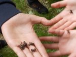 peche_grenouille