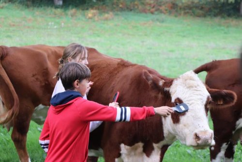 vache-300-1_0