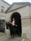 Horse guard