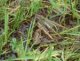dsc05359_modifie