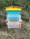 La colonie dans le rucher du jardin communal de Saujon