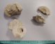 ammonites