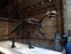 Les dinosaures du National History Museum sont impressionnants!