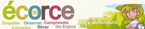 ecorce