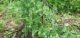 petit_pois_potager