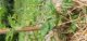 tomate_potager