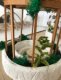 Expérimentation végétale : intégration de vraie verdure dans les maquettes.