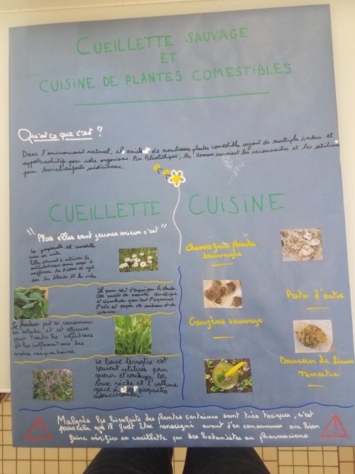 Cueillette des plantes sauvages