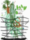 (Alix Souligné 1ère G4) Schéma sur la biodiversité dans le marais poitevin 
