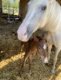 sortie_coulon_centre_equestre_1