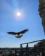 spectacle oiseau 3